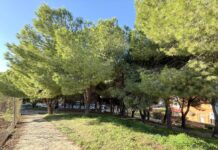 El Ayuntamiento de Estepona finaliza la campaña contra la oruga procesionaria con casi 3.000 tratamientos en pinos