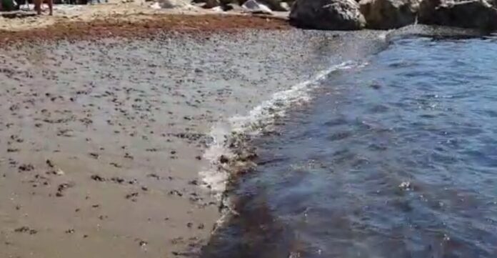 Una plataforma de inteligencia artificial de la UMA predice la presencia de medusas y el alga asiática invasora en las playas andaluzas con hasta cinco días de margen