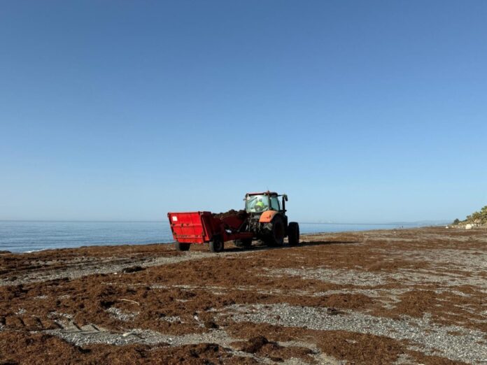 Estepona retira 1.100 toneladas de alga asiática en la playa de La Rada en cinco días